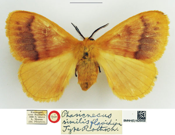 /filer/webapps/moths/media/images/F/flavidior_Phasicnecus_HT_NHMUK.jpg