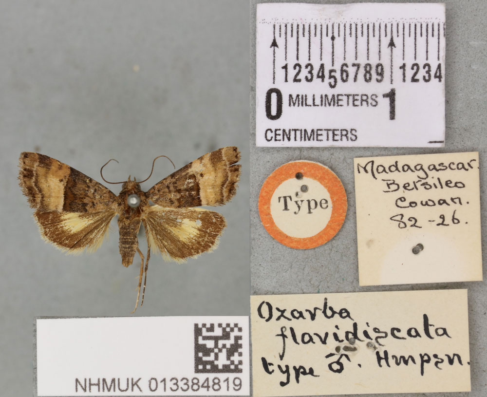 /filer/webapps/moths/media/images/F/flavidiscata_Ozarba_HT_BMNHa.jpg