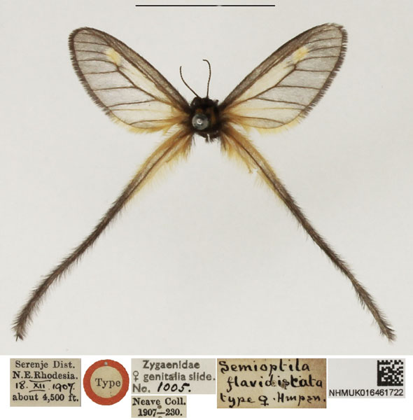 /filer/webapps/moths/media/images/F/flavidiscata_Semioptila_STF_NHMUK.jpg