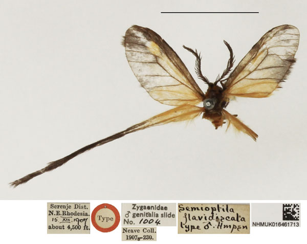/filer/webapps/moths/media/images/F/flavidiscata_Semioptila_STM_NHMUK.jpg