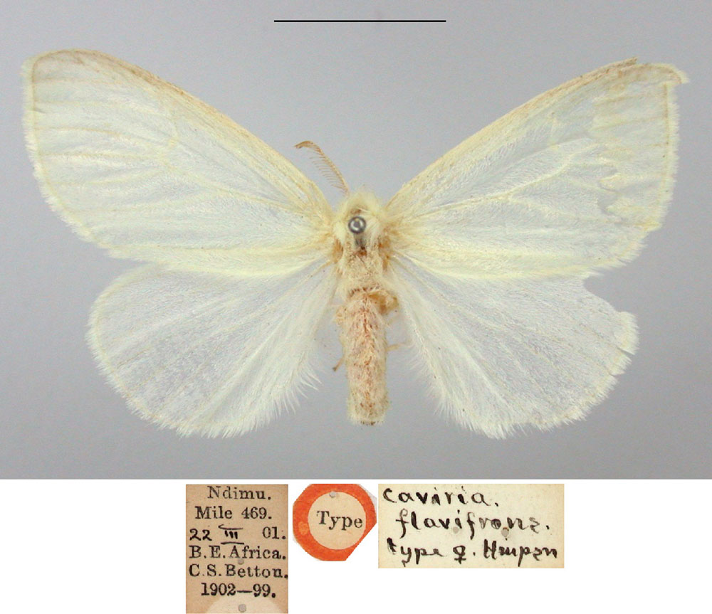 /filer/webapps/moths/media/images/F/flavifrons_Caviria_HT_BMNH.jpg