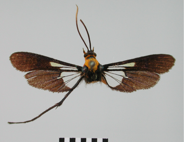 /filer/webapps/moths/media/images/F/flavifrons_Tipulamima_AF_BMNH.jpg