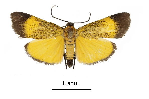 /filer/webapps/moths/media/images/F/flavifusalis_Lophocera_AM_a.JPG