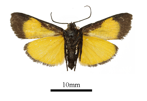 /filer/webapps/moths/media/images/F/flavifusalis_Lophocera_AM_b.JPG