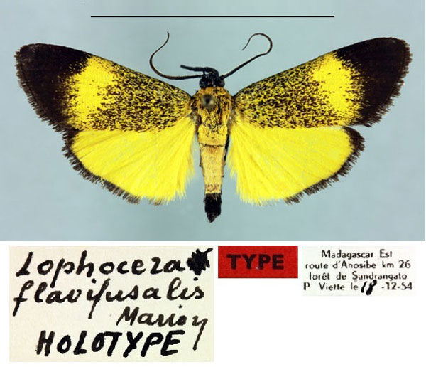 /filer/webapps/moths/media/images/F/flavifusalis_Lophocera_HT_MNHN.jpg