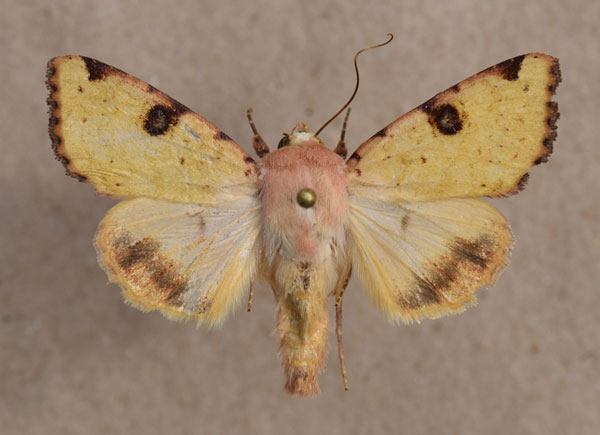 /filer/webapps/moths/media/images/F/flavigera_Heliothis_A_Butler.jpg