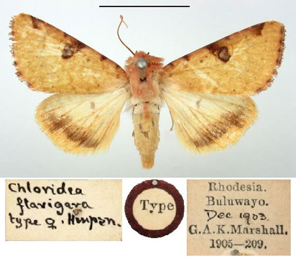 /filer/webapps/moths/media/images/F/flavigera_Heliothis_HT_BMNH.jpg