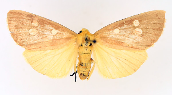 /filer/webapps/moths/media/images/F/flavigutta_Rhanidophora_AF_TMSA_02.jpg
