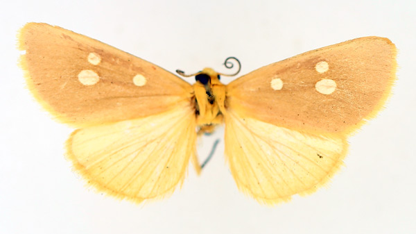 /filer/webapps/moths/media/images/F/flavigutta_Rhanidophora_AM_TMSA_01.jpg
