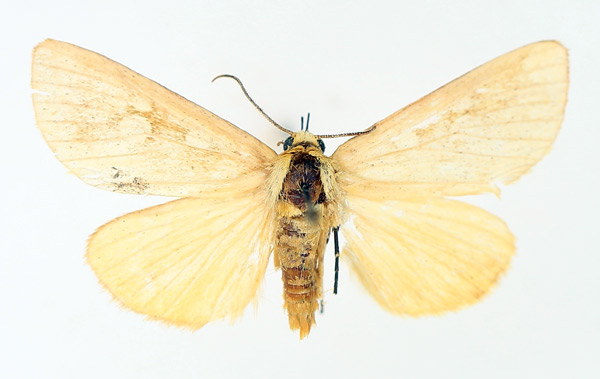 /filer/webapps/moths/media/images/F/flavigutta_Rhanidophora_AM_TMSA_02.jpg