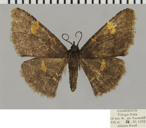 /filer/webapps/moths/media/images/F/flaviguttata_Neostega_AF_ZSM.jpg