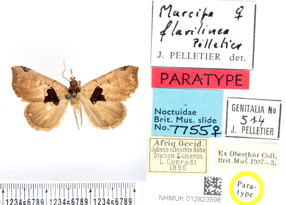 /filer/webapps/moths/media/images/F/flavilinea_Marcipa_PTF_BMNH_02.jpg