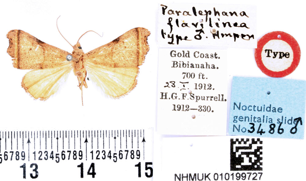 /filer/webapps/moths/media/images/F/flavilinea_Paralephana_HT_BMNH.jpg