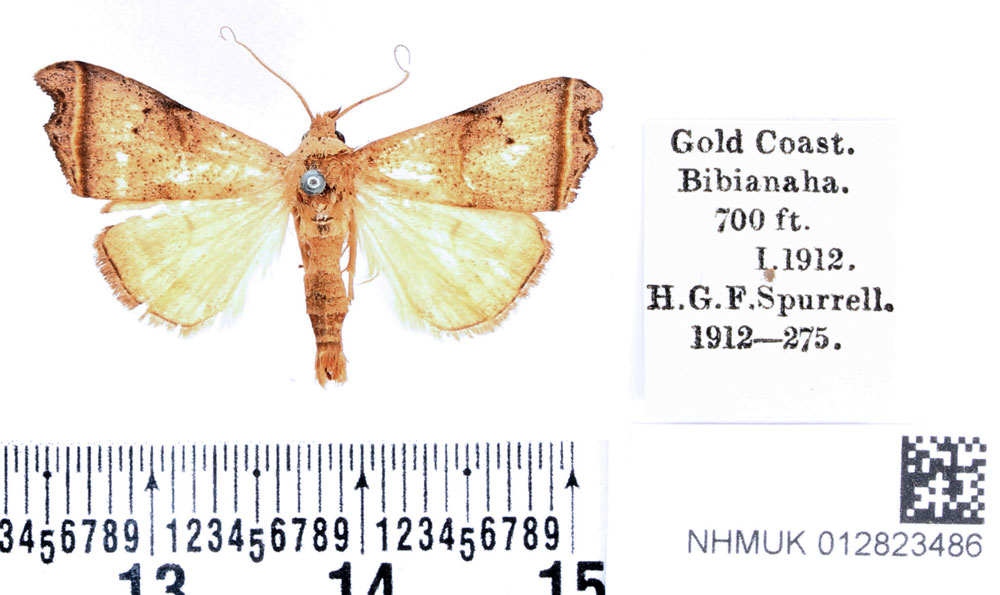 /filer/webapps/moths/media/images/F/flavilinea_Paralephana_PTM_BMNH.jpg