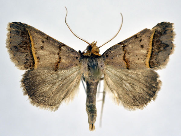 /filer/webapps/moths/media/images/F/flavilinea_Plecoptera_A_NHMO.jpg