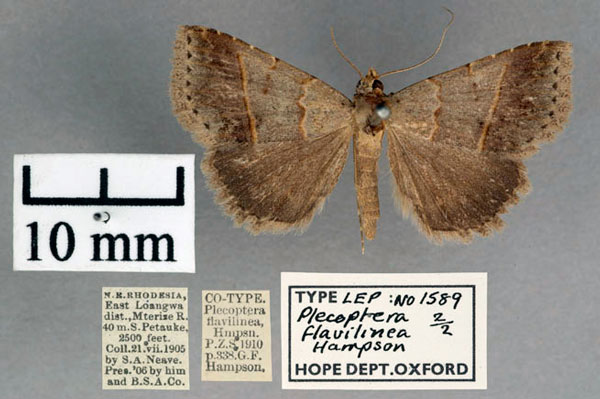 /filer/webapps/moths/media/images/F/flavilinea_Plecoptera_STM_OUMNH_01.jpg