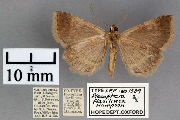 /filer/webapps/moths/media/images/F/flavilinea_Plecoptera_STM_OUMNH_02.jpg