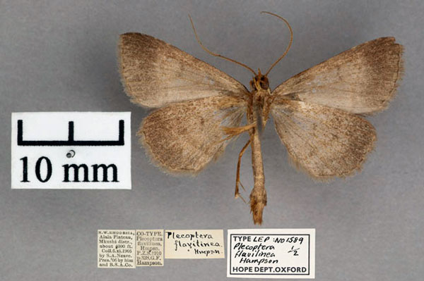 /filer/webapps/moths/media/images/F/flavilinea_Plecoptera_ST_OUMNH_02.jpg