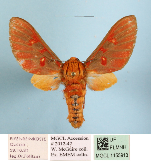 /filer/webapps/moths/media/images/F/flavimacula_Balacra_A_MGCLa_01.JPG