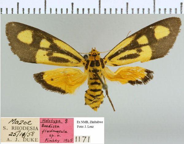 /filer/webapps/moths/media/images/F/flavimacula_Boadicea_HT_NMB.jpg