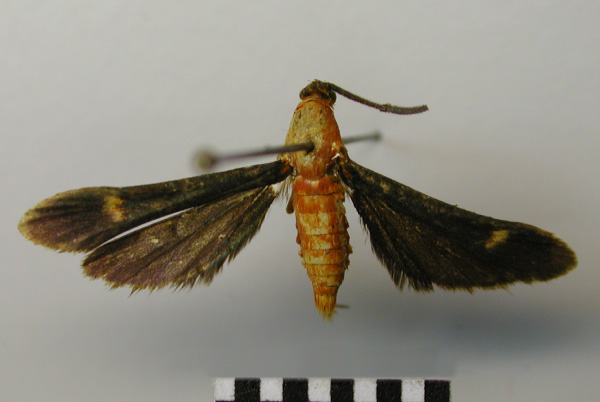 /filer/webapps/moths/media/images/F/flavimacula_Conopsia_AF_TMSA.jpg