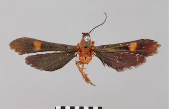 /filer/webapps/moths/media/images/F/flavimacula_Conopsia_HT_BMNH.jpg