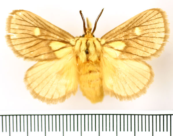 /filer/webapps/moths/media/images/F/flavimacula_Cosuma_AM_BMNH.jpg