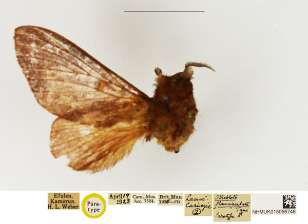 /filer/webapps/moths/media/images/F/flavimaculata_Streblote_PTM_NHMUK.jpg