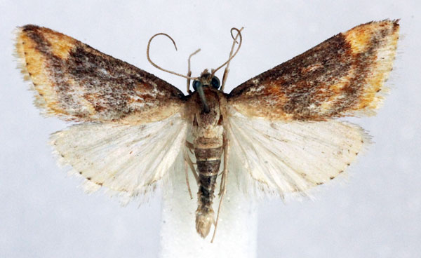 /filer/webapps/moths/media/images/F/flavimarginalis_Luma_AM_Agassiz_01.jpg