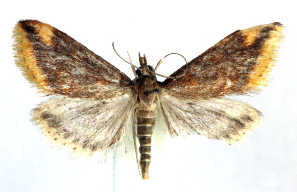 /filer/webapps/moths/media/images/F/flavimarginalis_Luma_AM_Agassiz_02.jpg