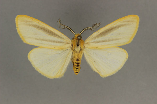 /filer/webapps/moths/media/images/F/flavimarginata_Acantharctia_HT_BMNH.jpg