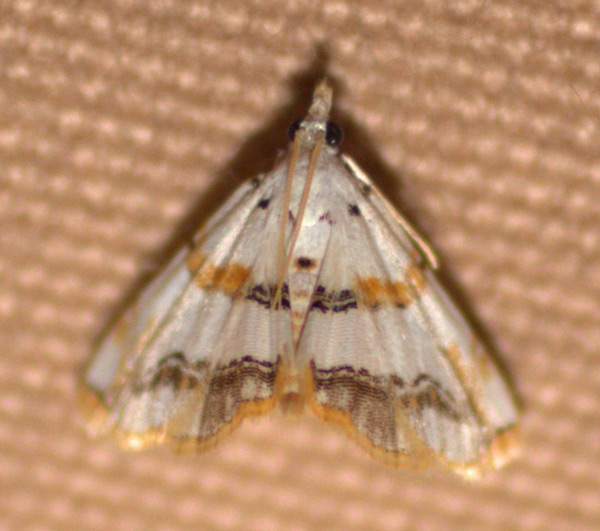 /filer/webapps/moths/media/images/F/flavimargo_Trichophysetis_A_Heyns.jpg