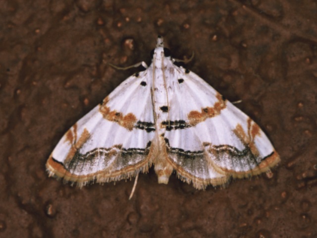 /filer/webapps/moths/media/images/F/flavimargo_trichophysetis_A_Roland.jpg