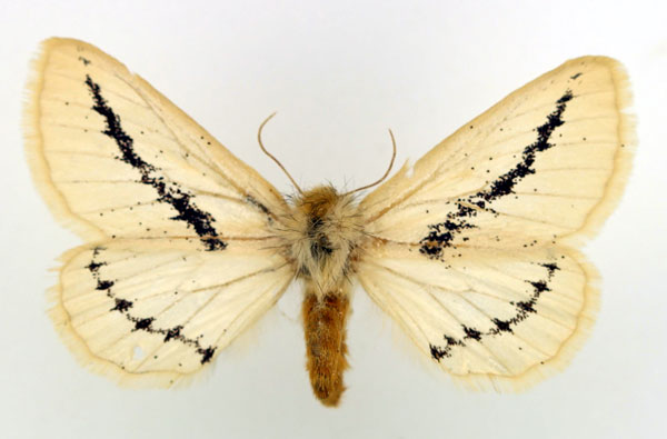 /filer/webapps/moths/media/images/F/flavina_Phiala_AF_Basquin.jpg