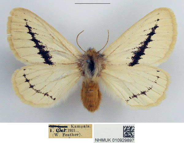 /filer/webapps/moths/media/images/F/flavina_Phiala_AF_NHMUK.jpg