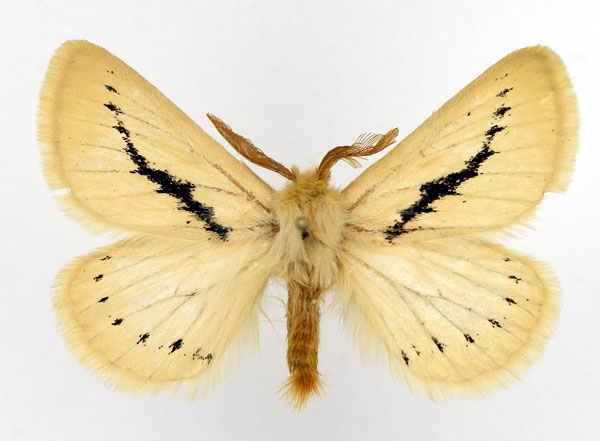 /filer/webapps/moths/media/images/F/flavina_Phiala_AM_Basquin.jpg