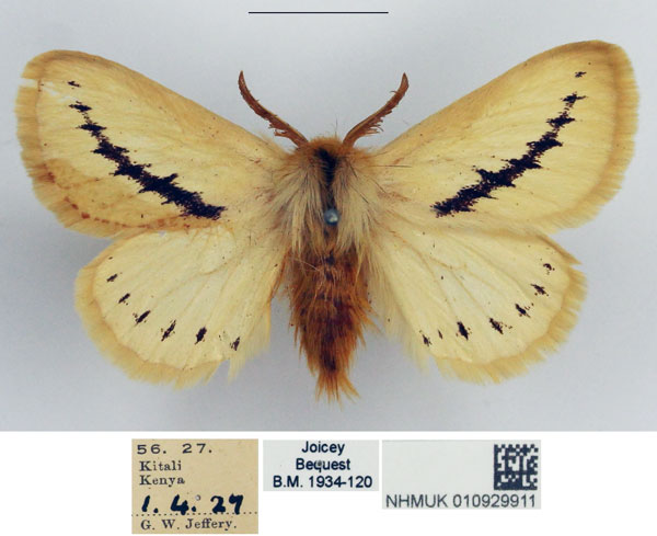/filer/webapps/moths/media/images/F/flavina_Phiala_AM_NHMUK.jpg