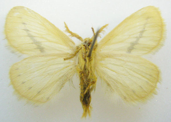 /filer/webapps/moths/media/images/F/flavina_Phiala_HT_NHMUKb.jpg