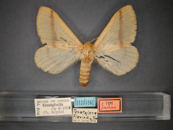 /filer/webapps/moths/media/images/F/flavina_Teratojana_ST_RMCA_01.jpg