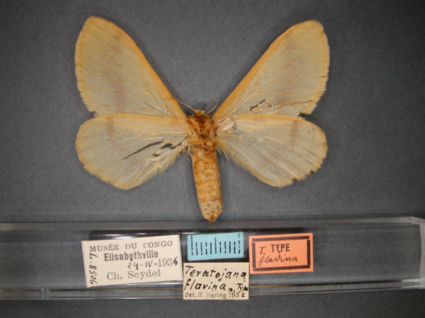 /filer/webapps/moths/media/images/F/flavina_Teratojana_ST_RMCA_02.jpg