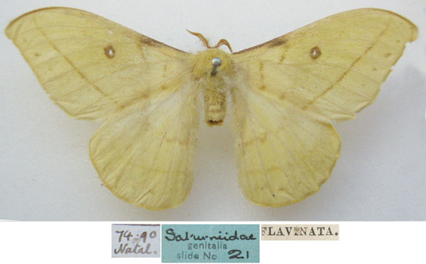 /filer/webapps/moths/media/images/F/flavinata_Dreata_HT_NHMUKa.jpg