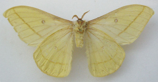 /filer/webapps/moths/media/images/F/flavinata_Dreata_HT_NHMUKb.jpg