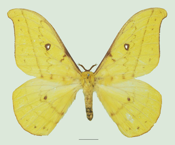 /filer/webapps/moths/media/images/F/flavinata_Tagoropsis_AM_Basquina.jpg