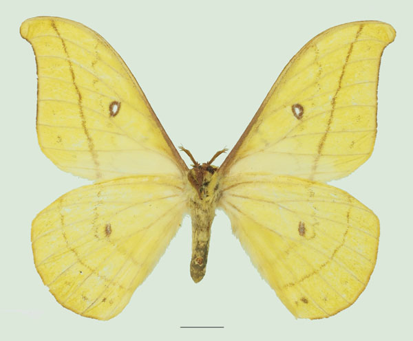 /filer/webapps/moths/media/images/F/flavinata_Tagoropsis_AM_Basquinb.jpg