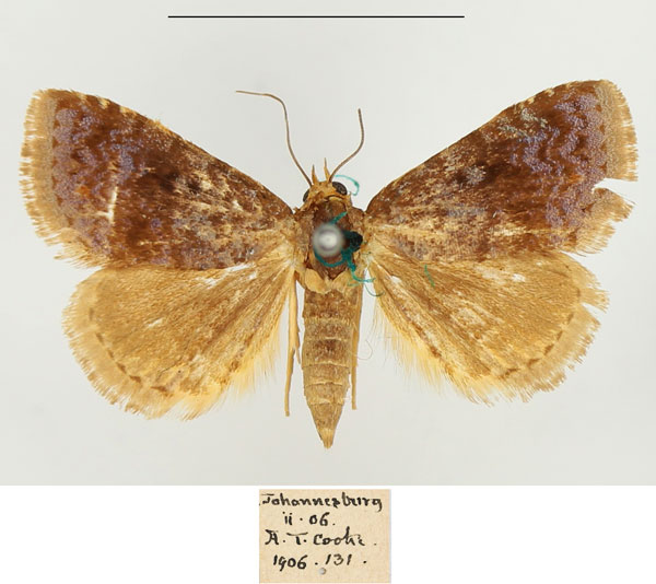 /filer/webapps/moths/media/images/F/flavinia_Metachrostis_AF_BMNH.jpg