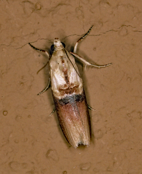 /filer/webapps/moths/media/images/F/flavinia_Ulophora_A_Roland_01.jpg