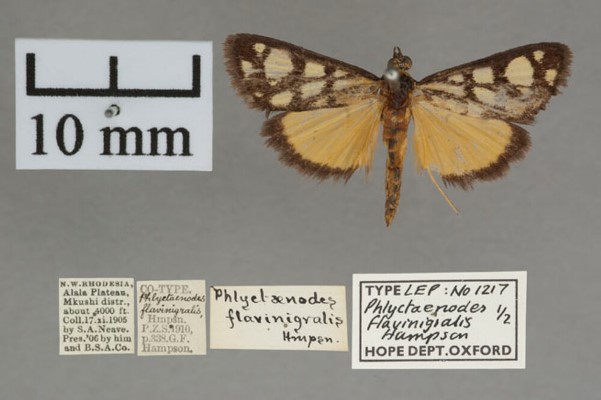 /filer/webapps/moths/media/images/F/flavinigralis_Loxostege_PT_OUMNH_01.jpg