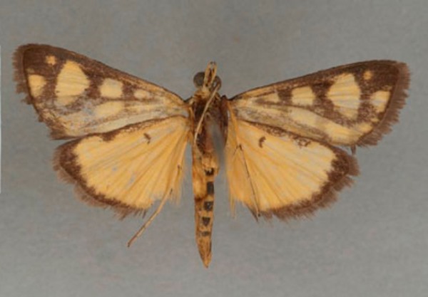 /filer/webapps/moths/media/images/F/flavinigralis_Loxostege_PT_OUMNHb_02.jpg