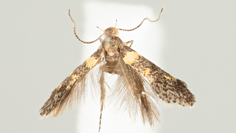 /filer/webapps/moths/media/images/F/flavinigrella_Chrysoesthia_MHT_MfN.jpg