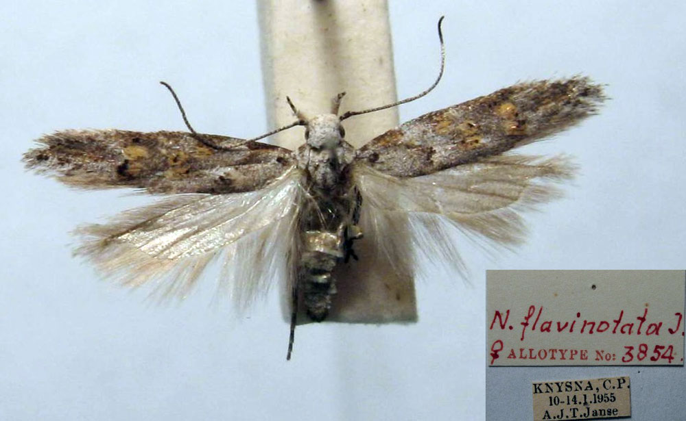 /filer/webapps/moths/media/images/F/flavinotata_Neotelpusa_AT_TMSA.jpg